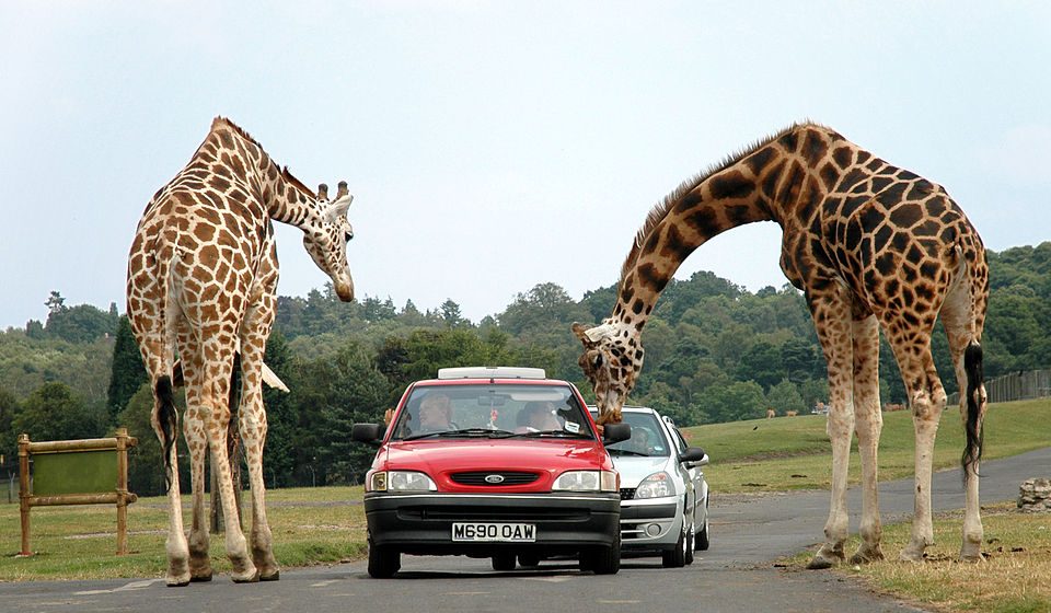 West Midlands Safari Park